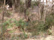 We saw several wallabies during the hike
