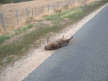 Marty taught this wombat to play dead