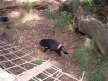 Tasmanian Devil