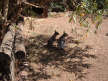 There were a ton of kangaroos and wallabies hopping around