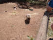 A live wombat!